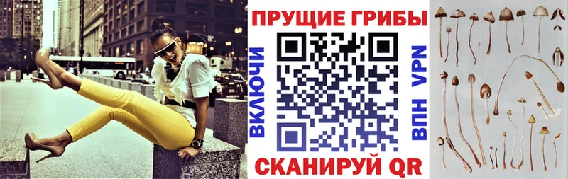 Купить  Харабали  Галлюциногенные грибы Cubensis 